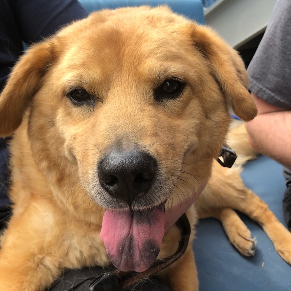 Meet your Posher, Cheyene - Picture 1 of 1